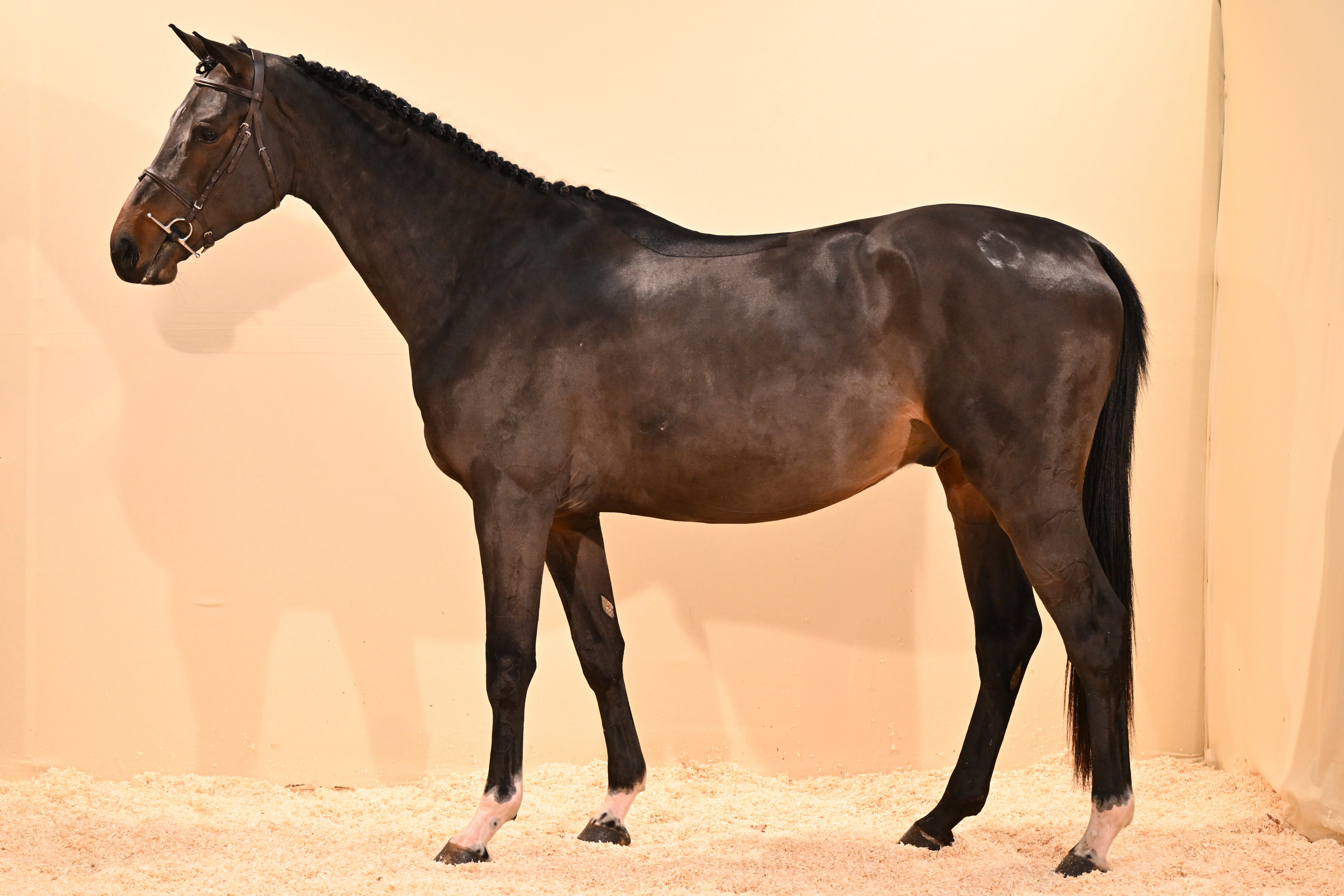 KRAQUANT D'IVRAIE AA