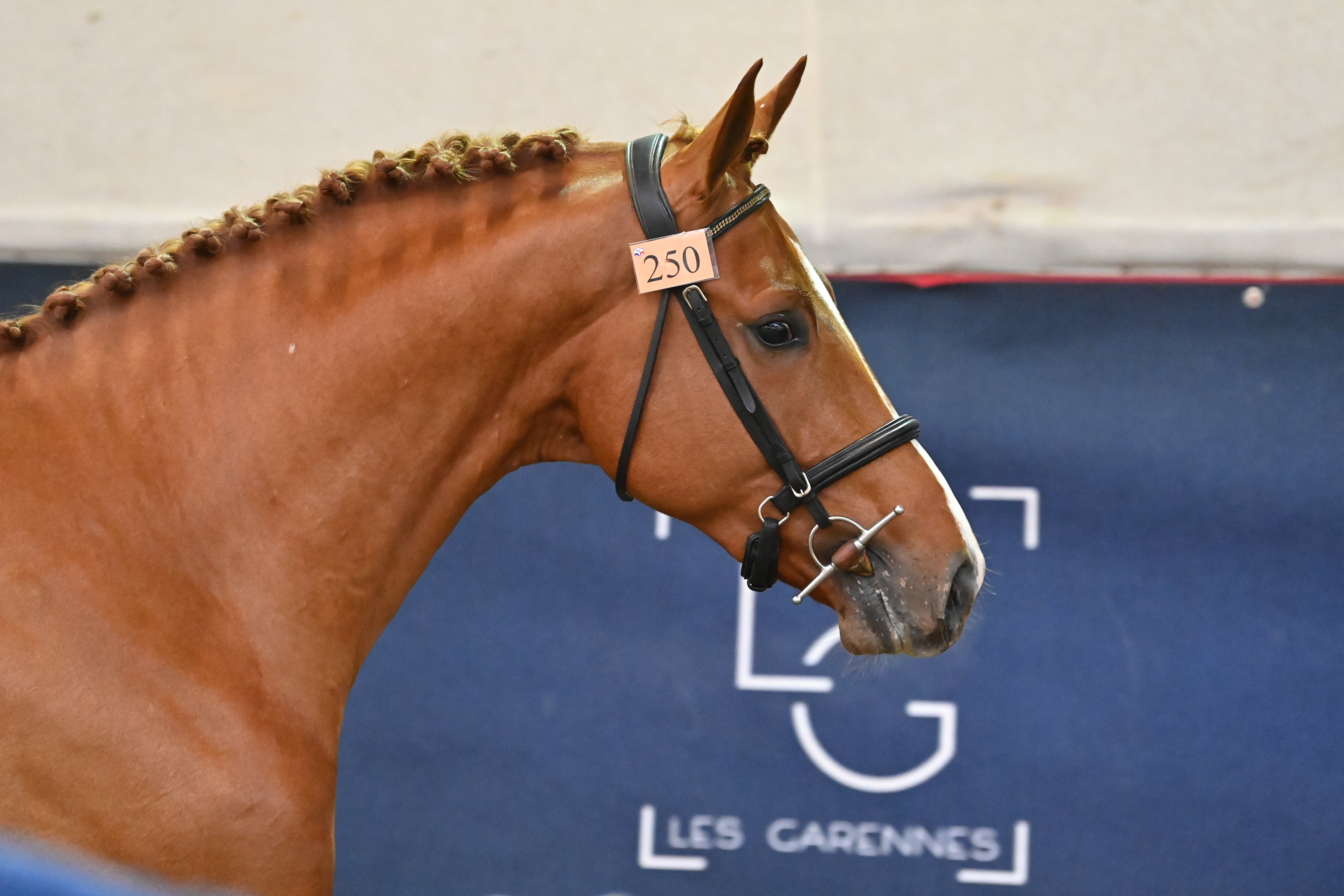 LES ILES COURCELLE