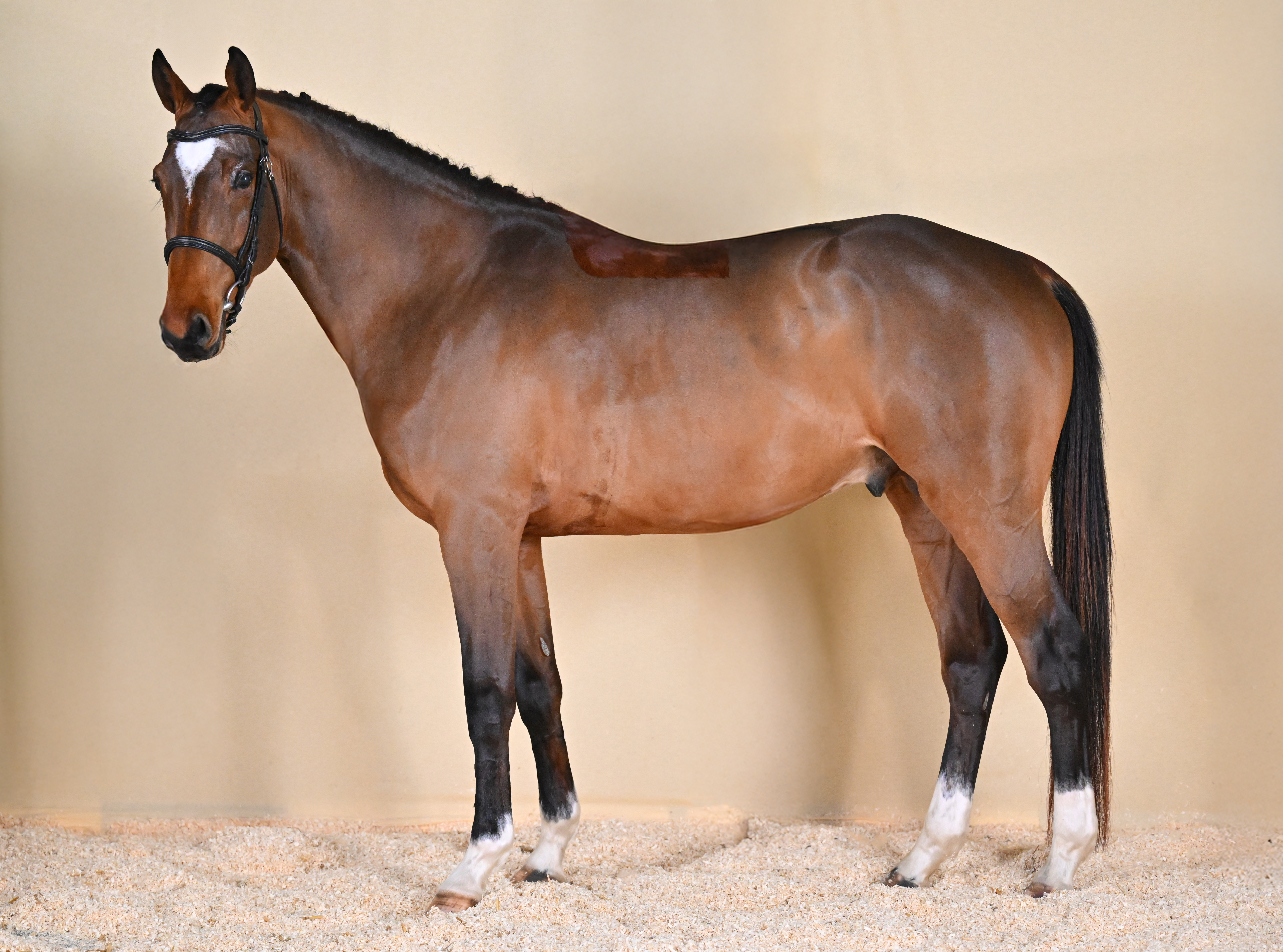 LECOEUR DU BEAUMENIL