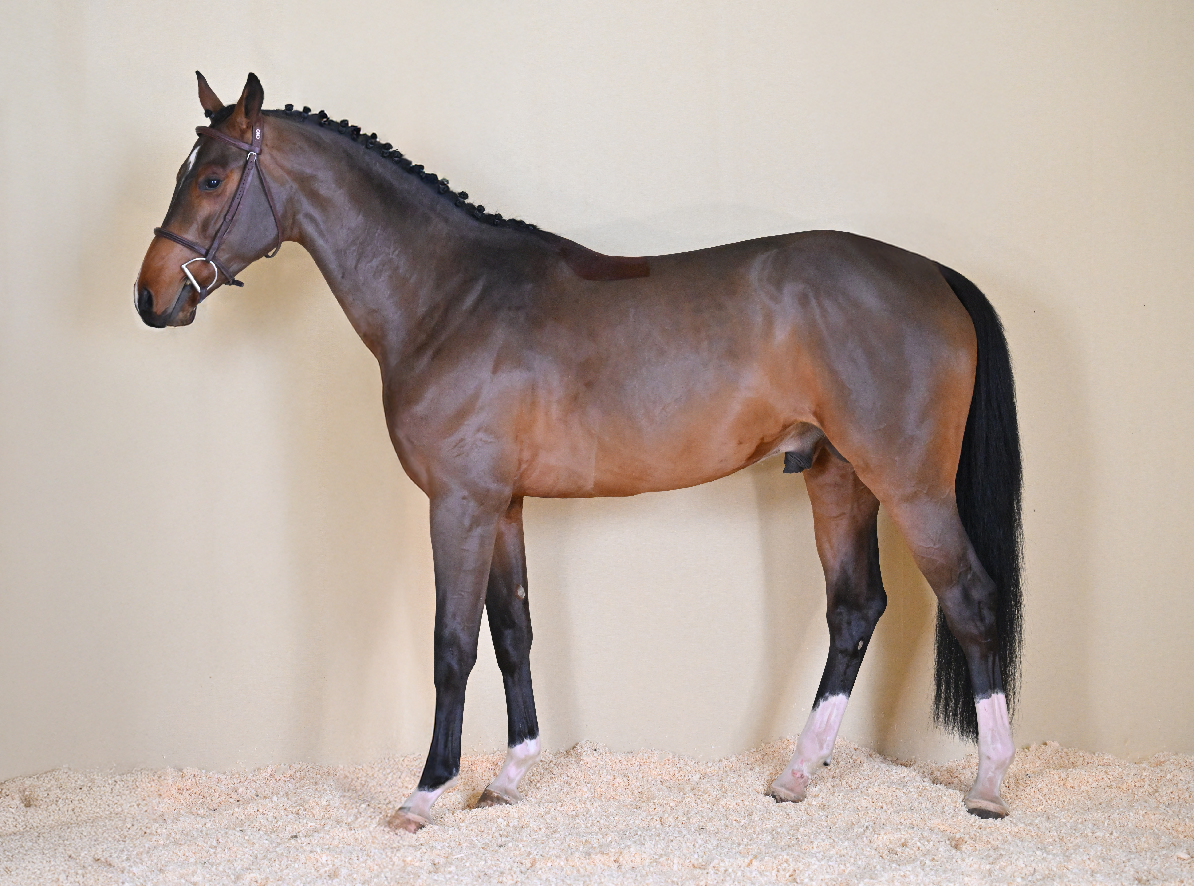 L'ARTISTE DE CHALUSSE